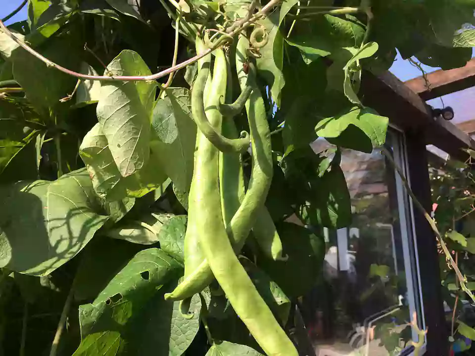 Green beans are growing, but no beans