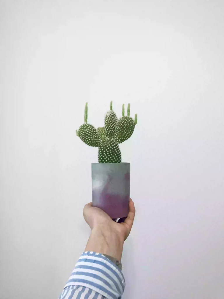 Troubleshooting Your Bunny Ear Cactus: Why Is My Cactus Drooping?